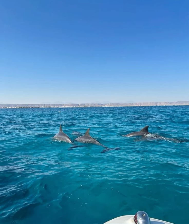 سوما باي