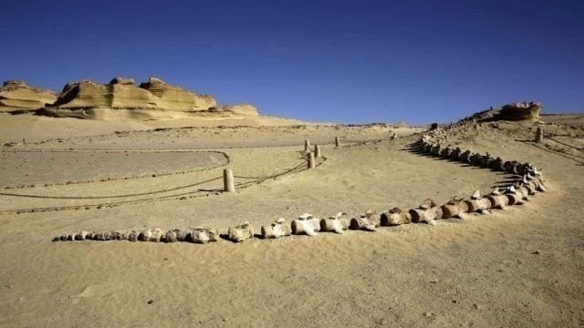 سفاري وادي الحيتان