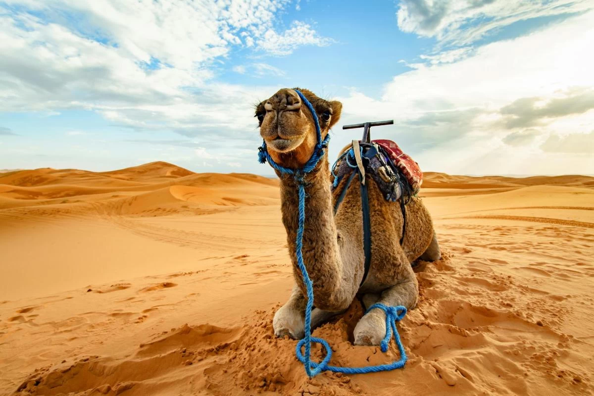 سفاري كانيون دهب والجمال