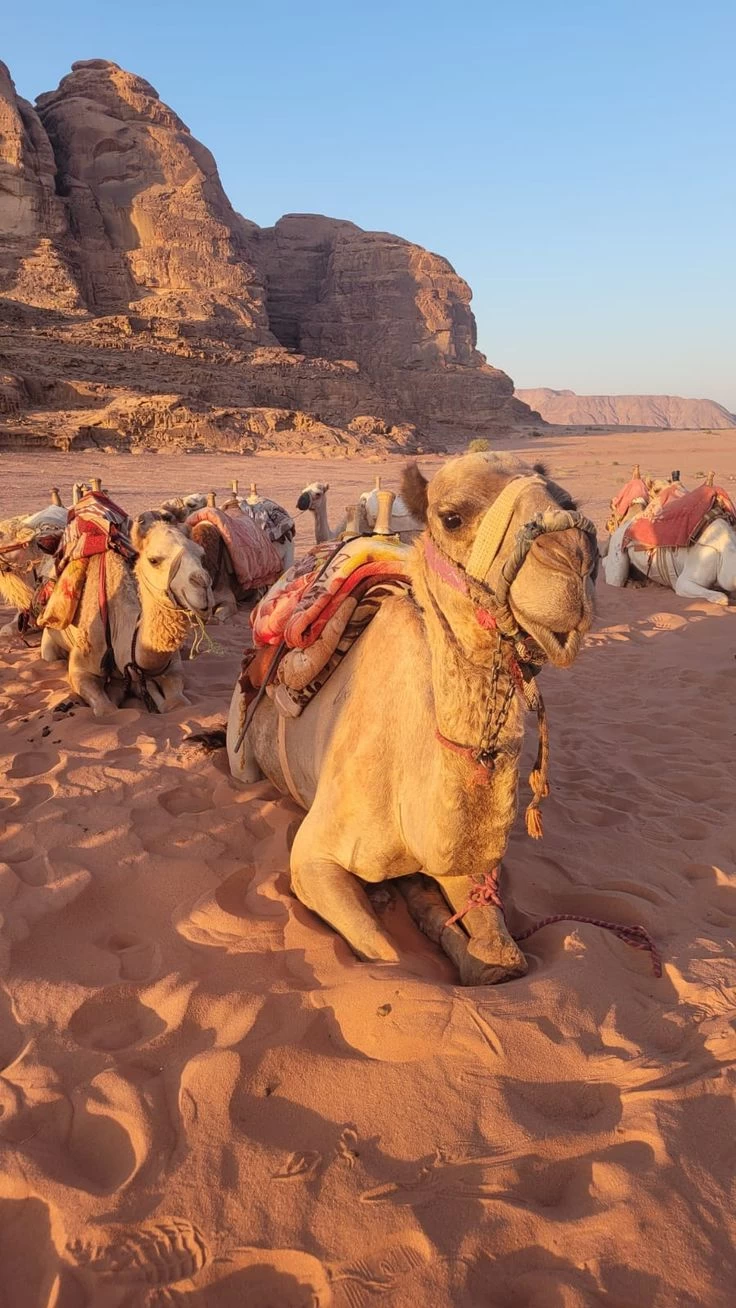 سفاري صحراء الغردقة وقرية بدوية